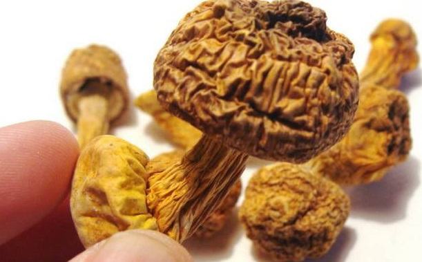 巴西菇、姬松茸烘干機-怎樣烘干色澤好且菇體褶片完整？