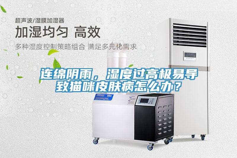 連綿陰雨,濕度過高極易導致貓咪皮膚病怎么辦?