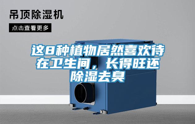 這8種植物居然喜歡待在衛(wèi)生間,長(zhǎng)得旺還除濕去臭